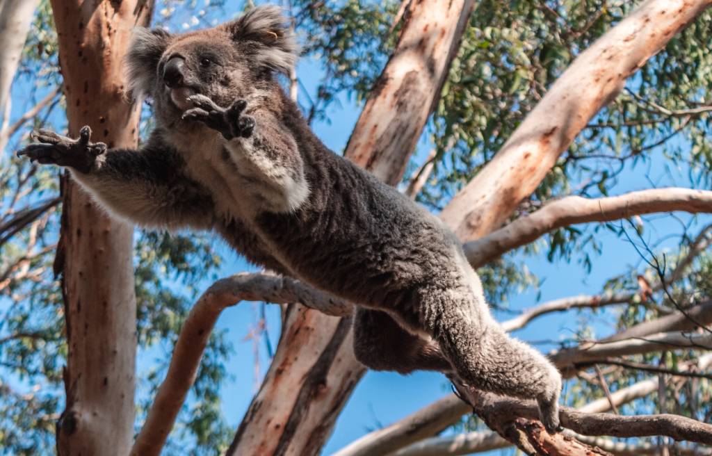 Koala — source image